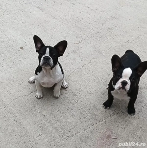 Bulldog francez 3 luni