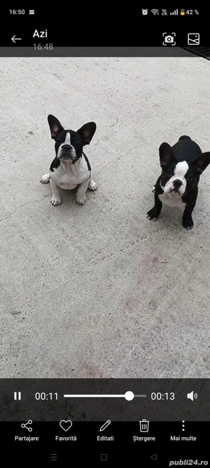 Bulldog francez 3 luni - imagine 3 Bulldog francez 3 luni - imagine 3