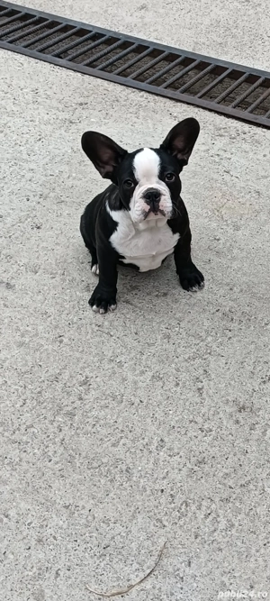 Bulldog francez 3 luni - imagine 5 Bulldog francez 3 luni - imagine 5