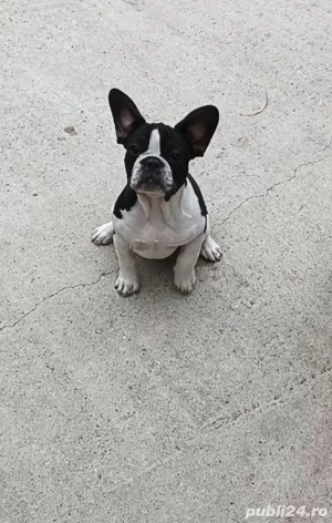Bulldog francez 3 luni - imagine 2 Bulldog francez 3 luni - imagine 2
