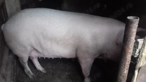 2 purcele de vinzare