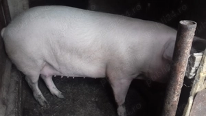 2 purcele de vinzare - imagine 3