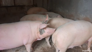 porci de vânzare 30-200kg disponibili pentru Crăciun  - imagine 5