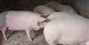 Vand porci pentru Crăciun  - imagine 5