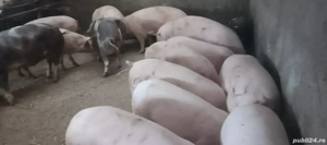 porci de vânzare 30-200kg disponibili pentru Crăciun  - imagine 2