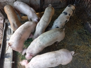 Grasuni de vânzare  - imagine 2 Grasuni de vânzare  - imagine 2