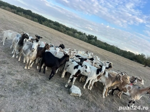 capre de vinzare  - imagine 3