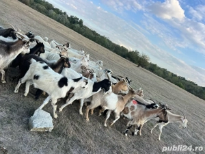 capre de vinzare  - imagine 4