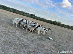 capre de vinzare  - imagine 5
