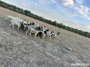 capre de vinzare  - imagine 2