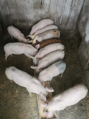 Vand purcei - imagine 3