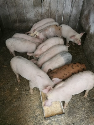 Vand purcei - imagine 2