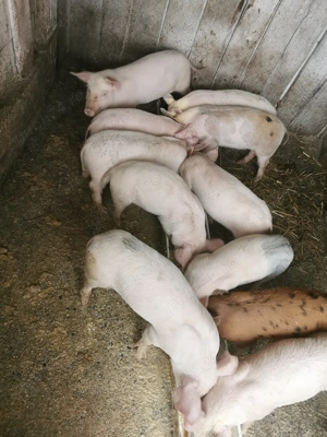 Vand purcei - imagine 4