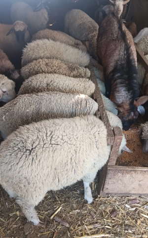 vand miei disponibili pentru Crăciun  - imagine 5 vand miei disponibili pentru Crăciun  - imagine 5