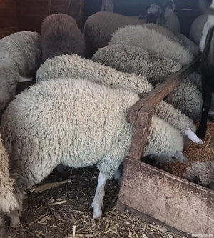 vand miei disponibili pentru Crăciun 