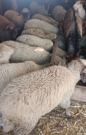 vand miei disponibili pentru Crăciun  - imagine 4 vand miei disponibili pentru Crăciun  - imagine 4