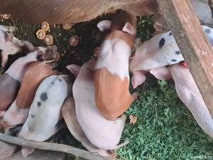 vând 10 purcei de șase săptămâni mănâncă porumb lucernă făină Tărâță