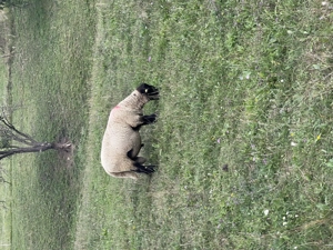 Vând sau schimb berbec Suffolk.   - imagine 3