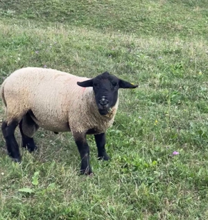 Vând sau schimb berbec Suffolk.  