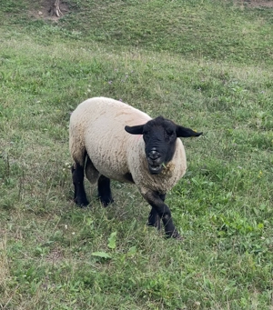 Vând sau schimb berbec Suffolk.   - imagine 2