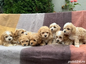 Maltipoo bichon maltez+pudel red toy - imagine 2