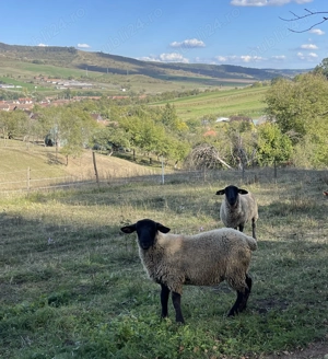 Vând berbecuț Suffolk 