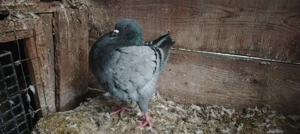 Porumbel mascul King 2024 - imagine 2