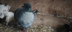 Porumbel mascul King 2024 - imagine 3