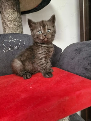 Donez British shorthair  schottish fold 