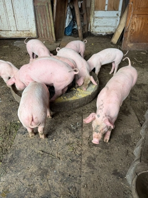 Vind purcei 6 saptamini - imagine 2