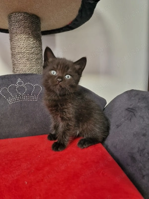 Donez British shorthair  schottish fold  - imagine 4