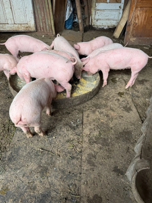 Vind purcei 6 saptamini - imagine 3