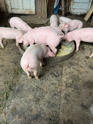 Vind purcei 6 saptamini - imagine 4