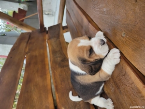 catelus beagle - imagine 5 catelus beagle - imagine 5