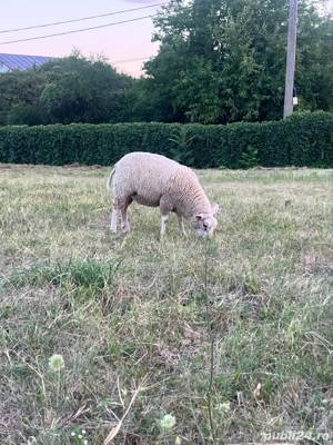 Vand mieluta texel  - imagine 2