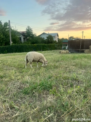 Vand mieluta texel  - imagine 3