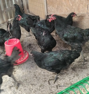 cocosei Jersey Giant -uriasul american - imagine 5