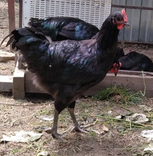 cocosei Jersey Giant -uriasul american