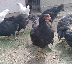 cocosei Jersey Giant -uriasul american - imagine 2