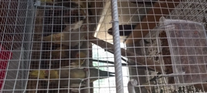 Ninfe 8 buc - imagine 2 Ninfe 8 buc - imagine 2