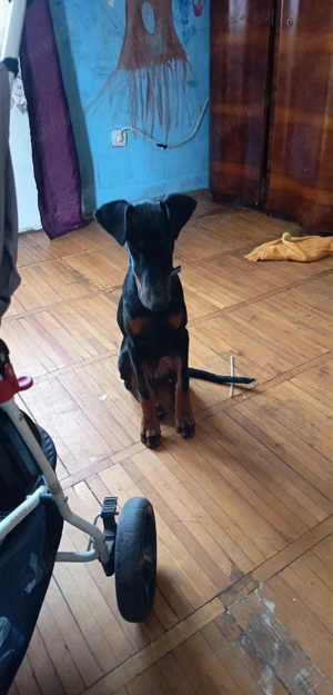 Vând pui doberman - imagine 2 Vând pui doberman - imagine 2