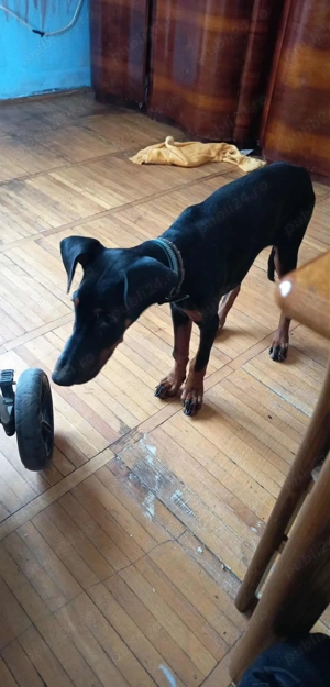 Vând pui doberman - imagine 3 Vând pui doberman - imagine 3