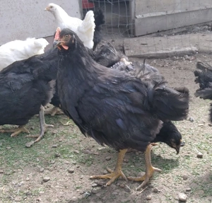 cocosei de 4 luni Jersey Giant -uriasul american