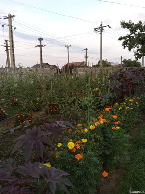 Casa batraneasca si teren