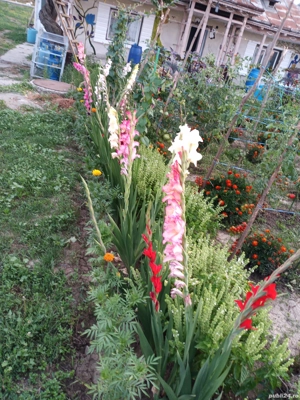 Casa batraneasca si teren  - imagine 4