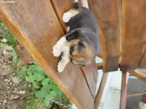 catelusi beagle  - imagine 2 catelusi beagle  - imagine 2