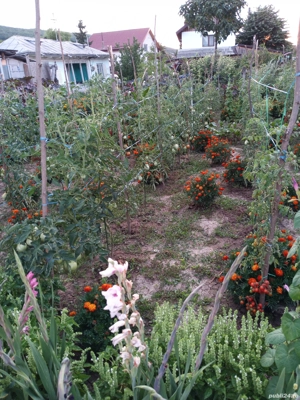 Casa batraneasca si teren  - imagine 3