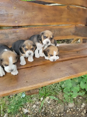 catelusi beagle  - imagine 3 catelusi beagle  - imagine 3
