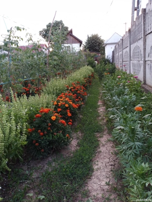 Casa batraneasca si teren  - imagine 5