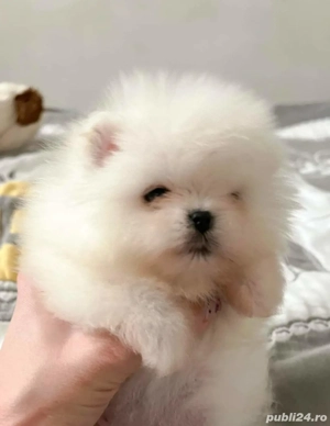 Pomeranian mini toy